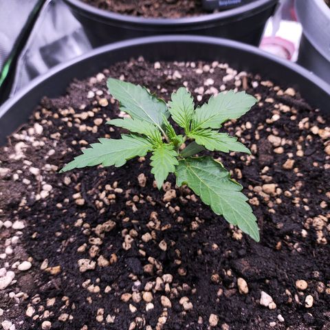 Purple Punch auto growlog timeline photo