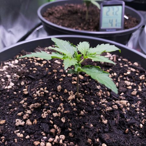 Purple Punch auto growlog timeline photo