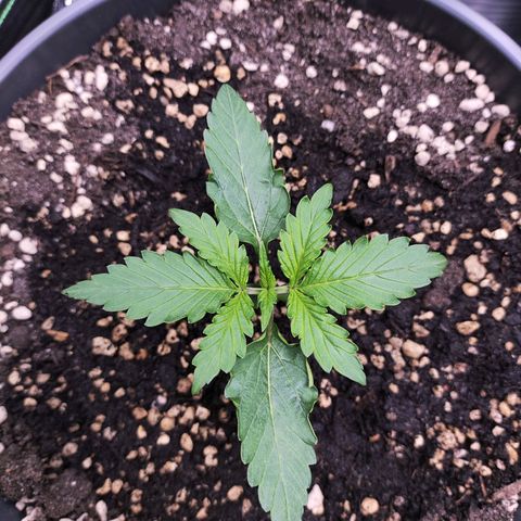 Purple Punch auto growlog timeline photo