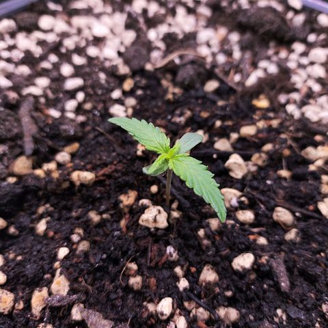 Jack Herer Automatic growlog timeline photo