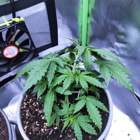 Purple Punch Auto growlog timeline photo