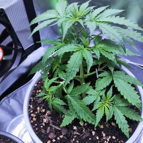 Purple Punch Auto growlog timeline photo