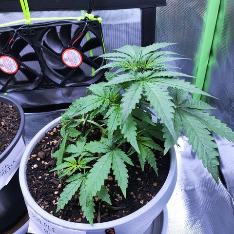 Purple Punch Auto growlog timeline photo