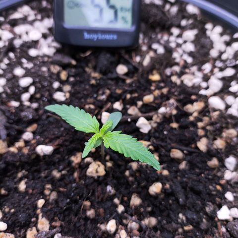 Jack Herer Automatic growlog timeline photo