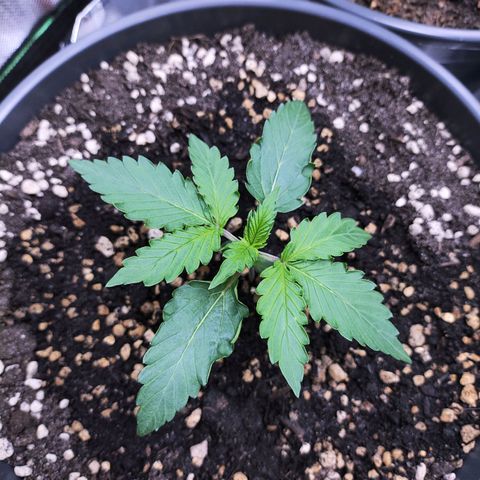 Purple Punch auto growlog timeline photo