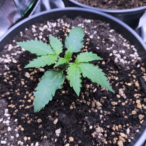 Purple Punch auto growlog timeline photo