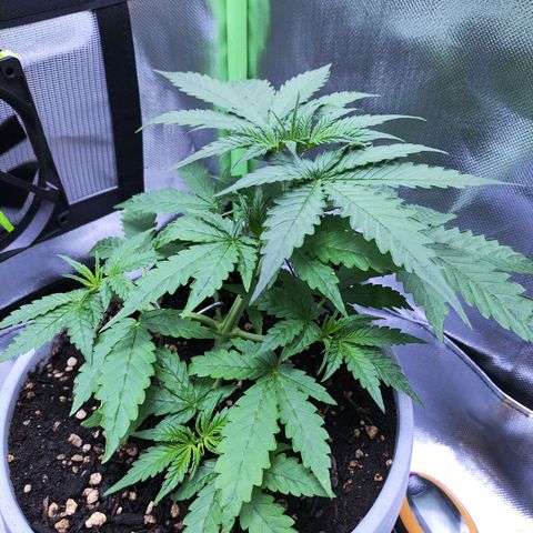 Purple Punch Auto growlog timeline photo