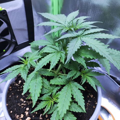 Purple Punch Auto growlog timeline photo