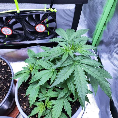 Purple Punch Auto growlog timeline photo
