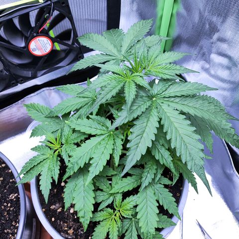 Purple Punch Auto growlog timeline photo