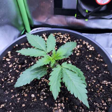 Purple Punch auto growlog timeline photo
