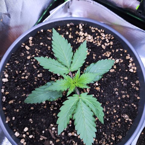 Purple Punch auto growlog timeline photo
