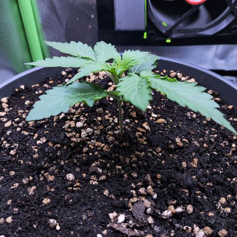 Purple Punch auto growlog timeline photo