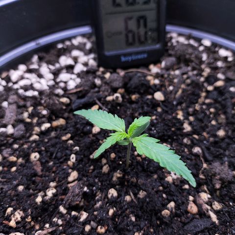 Jack Herer Automatic growlog timeline photo
