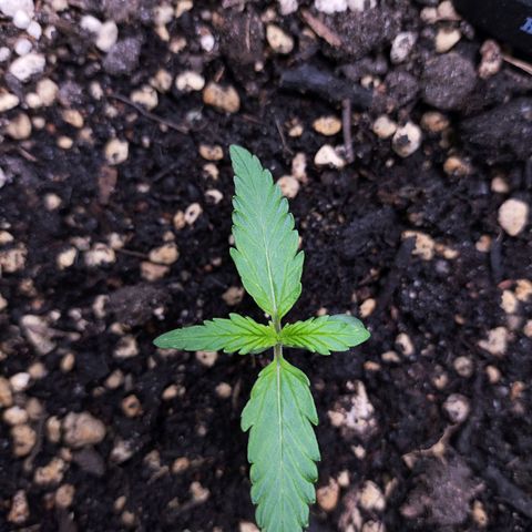 Jack Herer Automatic growlog timeline photo