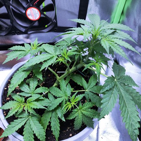 Purple Punch Auto growlog timeline photo