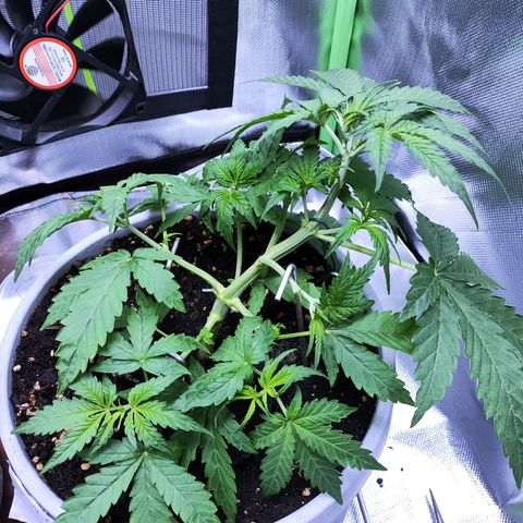 Purple Punch Auto growlog timeline photo