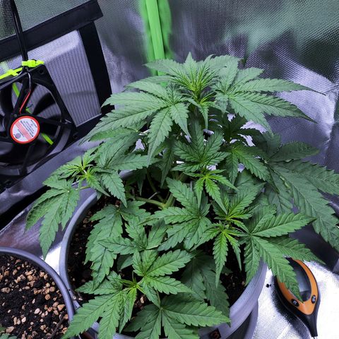Purple Punch Auto growlog timeline photo