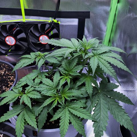 Purple Punch Auto growlog timeline photo
