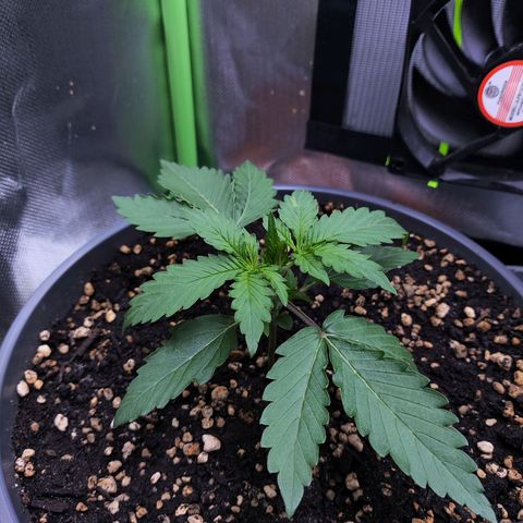 Purple Punch auto growlog timeline photo