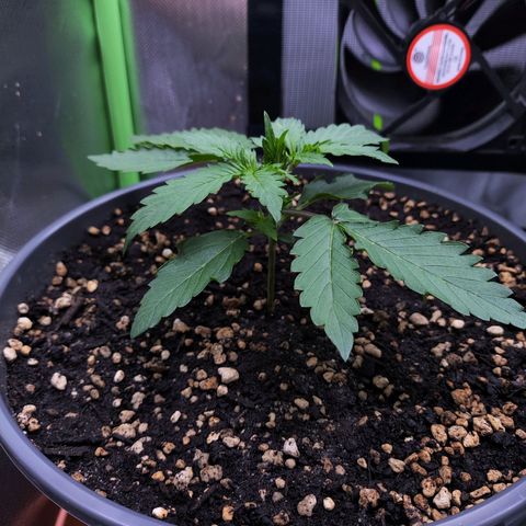 Purple Punch auto growlog timeline photo