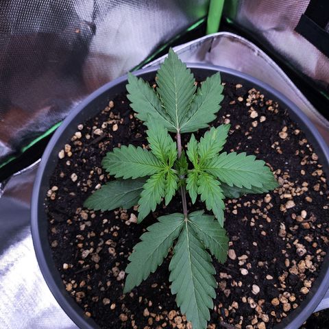 Purple Punch auto growlog timeline photo