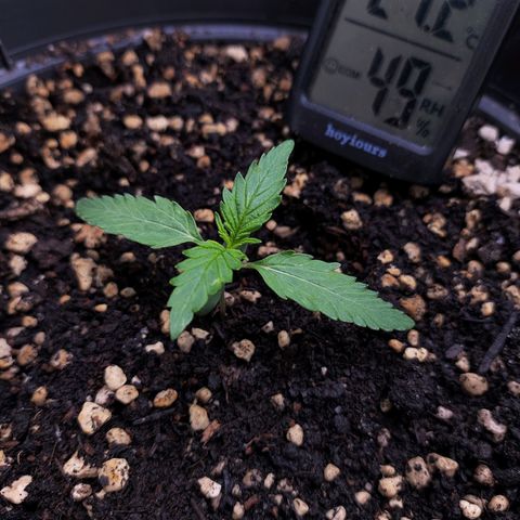 Jack Herer Automatic growlog timeline photo