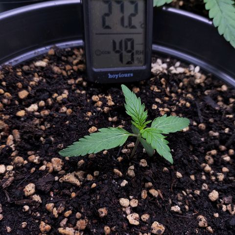 Jack Herer Automatic growlog timeline photo