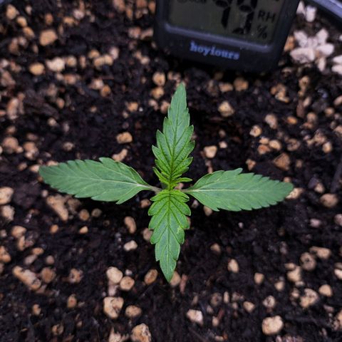 Jack Herer Automatic growlog timeline photo