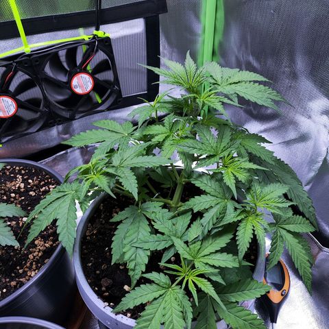 Purple Punch Auto growlog timeline photo