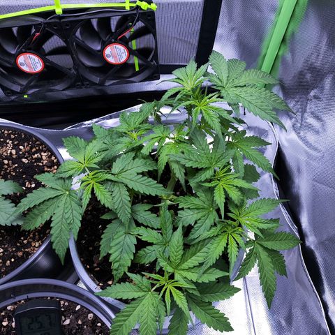 Purple Punch Auto growlog timeline photo