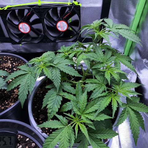 Purple Punch Auto growlog timeline photo