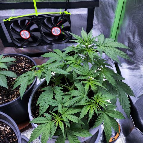 Purple Punch Auto growlog timeline photo