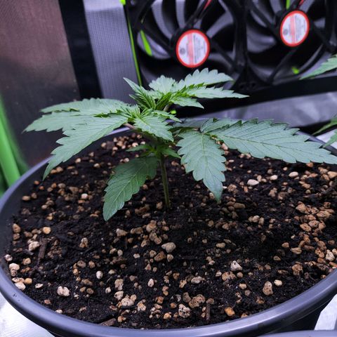 Purple Punch auto growlog timeline photo