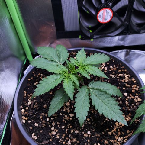 Purple Punch auto growlog timeline photo