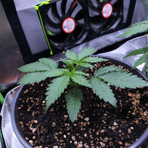 Purple Punch auto growlog timeline photo