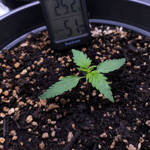 Jack Herer Automatic growlog timeline photo