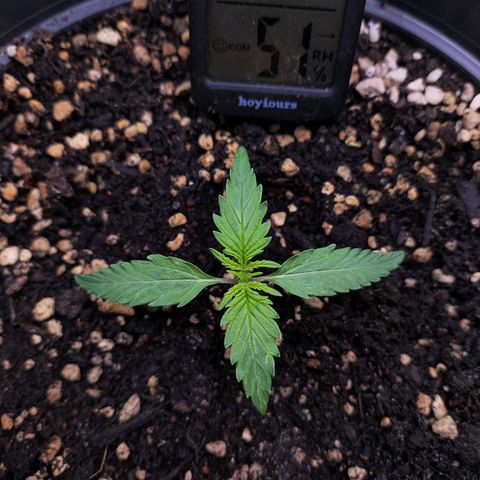 Jack Herer Automatic growlog timeline photo