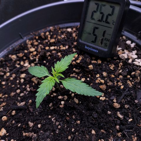 Jack Herer Automatic growlog timeline photo