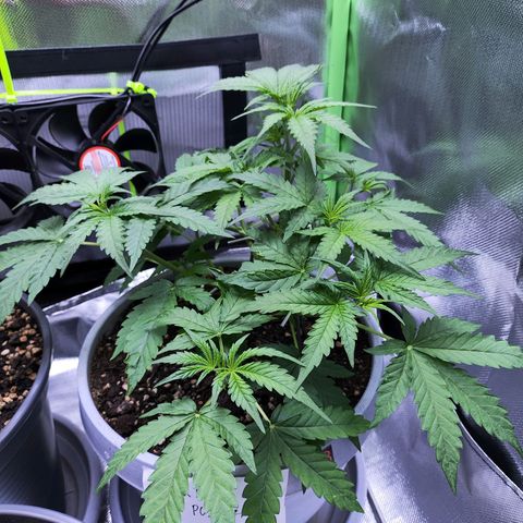 Purple Punch Auto growlog timeline photo