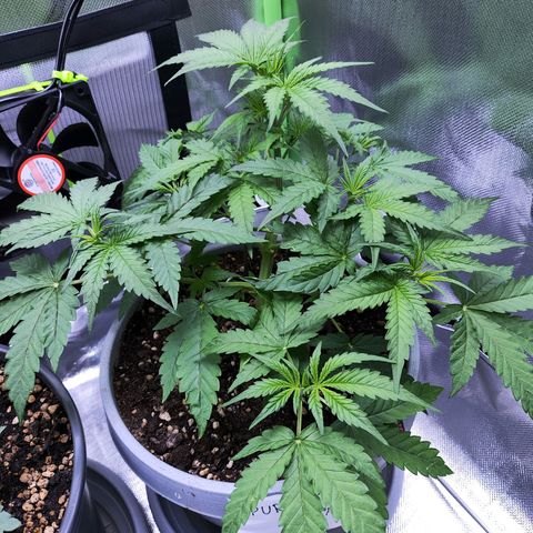 Purple Punch Auto growlog timeline photo