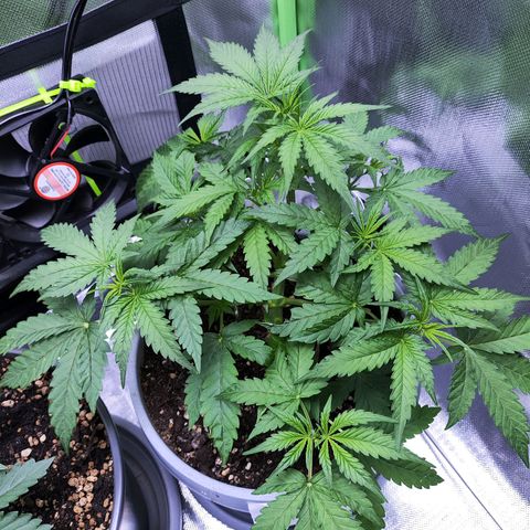 Purple Punch Auto growlog timeline photo