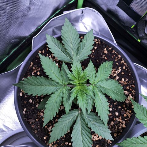 Purple Punch auto growlog timeline photo