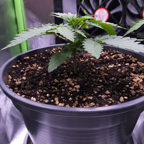 Purple Punch auto growlog timeline photo