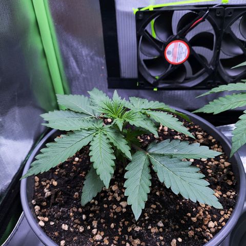 Purple Punch auto growlog timeline photo