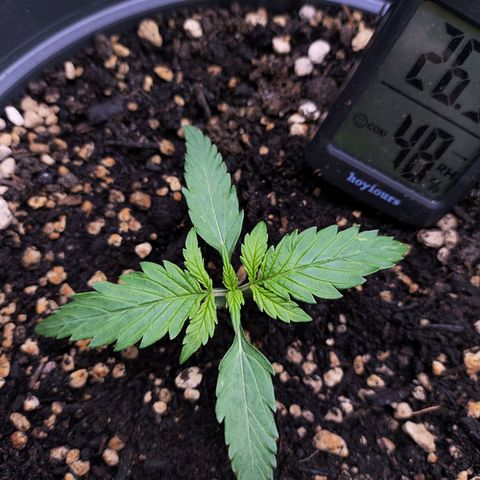 Jack Herer Automatic growlog timeline photo