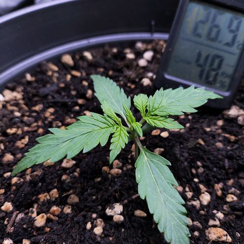 Jack Herer Automatic growlog timeline photo