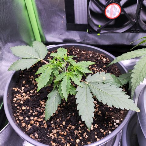 Purple Punch auto growlog timeline photo