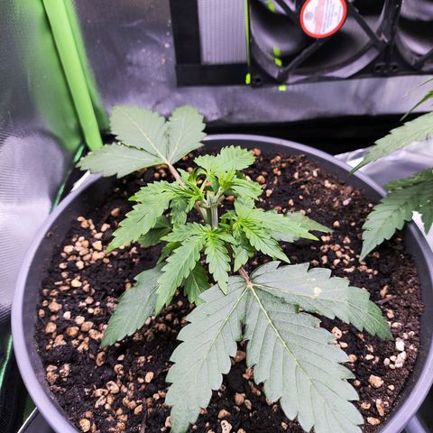 Purple Punch auto growlog timeline photo