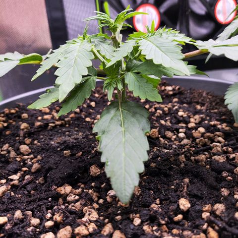 Purple Punch auto growlog timeline photo